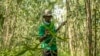 Uganda Sees Bamboo as a Crop with Real Growth Potential 