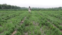 په کندهار کې کروندګر د زیرې د حاصلاتو او ګټې څخه خوښ دي 