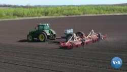 Urushga qaramay Ukrainada fermerlik qilayotgan golland 