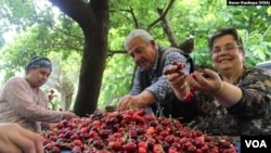 Kiraz üreticileri düşük alım fiyatı yüzünden maliyetlerini kurtaramamaktan şikayetçi.