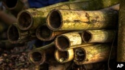 FILE - Dried bamboo sits at Kitara Farm near Mbarara, Uganda, on March 8, 2024. Bamboo farming is on the rise in Uganda, where the hardy and fast-growing crop is seen by the government as having real growth potential.