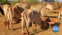 Gujii Lixaatti Rakkoon Hanqina Nyaataa fi Bishaanii Yaaddessaa Ta’uu Jaarmayaan Tokkummaa Mootummootaa Beeksise 