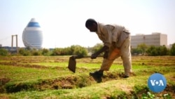 Could Sudan Really Become a Food Provider for the Region as WFP Claims?
