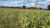 Zimbabwe appeals for $2 billion to avert food insecurity