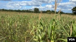Zimbabwe is expecting a 2024 harvest of 868,000 metric tons of grain — including the country’s staple crop of corn — far short of what the country needs, April 1, 2024. (Columbus Mavhunga/VOA)