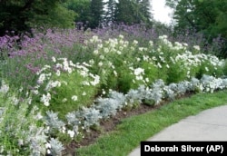 This 2006 image provided by Deborah Silver shows her moon garden with Verbena, Cleome, petunia, double purple datura and dusty miller. (Deborah Silver via AP)