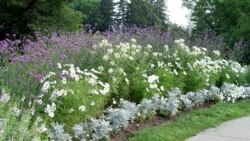 Quiz - Plants and Flowers to Enjoy by Moonlight