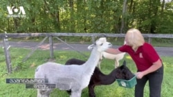  როგორ იქცა უჩვეულო ჰობი ეგზოტიკურ ფერმად 