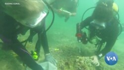 Restoring Coral Reefs to Help Save the Planet 