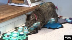 Jasper, the cat, is playing with FlurentPet