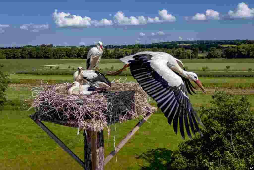 A stork starts from its nest while the family looks on in the outskirts of Wehrheim near Frankfurt, Germany.