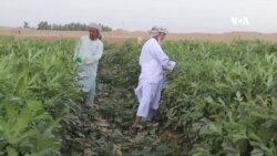 افزایش حاصلات بامیه در بلخ 