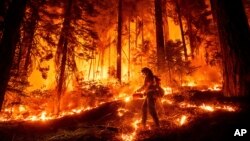 A firefighter uses a drip torch to burn vegetation while trying to stop the Park Fire, near Mill Creek in Tehama County, Calif., Aug. 7, 2024.