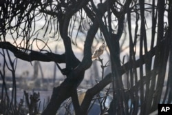 Seekor burung hantu duduk di pohon yang terbakar, Sabtu, 12 Agustus 2023, di Lahaina, Hawaii. (Foto...