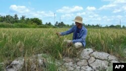 FILE - A farmer looks at his crop in a dry rice field in southern Vietnam's Ca Mau province, Feb. 23, 2024.