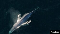 청고래가 해수면에서 숨쉬고 있다. (자료사진)