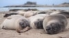 Gajah laut utara berusia dua bulan tidur di pantai di Ano Nuevo State Park di California, AS April 2020. (Foto: Jessica Kendall-Bar via REUTERS)