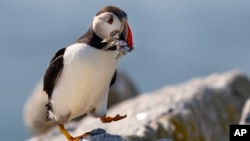 An Atlantic puffin brings a beak full of baitfish to feed its chick in a burrow under rocks on a small island off mid-coast Maine, Sunday, Aug. 5, 2023. (AP Photo/Robert F. Bukaty)