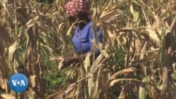 Crise alimentaire au Malawi : Le Programme alimentaire mondial appelle à l'aide