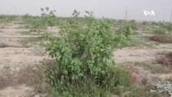 د زیاتو اورښتونو له امله د نباتاتو د ناروغیو کچه ټېټه شوې - ځايي بڼوال