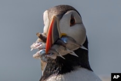 An Atlantic puffin clamps down on baitfish it will feed to a chick on Eastern Egg Rock, Maine, Sunday, Aug. 5, 2023. (AP Photo/Robert F. Bukaty)
