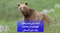 گشت زنی خرس‌های قهوه‌ای در ارتفاعات پارک ملی گلستان 