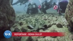 Femmes et plongée : Un regard sur la communauté Scuba Mar Maids au Panama