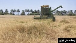 قیمت خرید تضمینی گندم به چالش تازه‌ای برای گندم‌کاران تبدیل شده است.