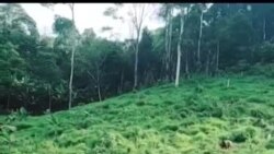 ງົວຂອງທ່ານວຽງທອງ ທີ່ລ້ຽງຢູ່ຟາມ ແລະບໍລິເວນໃກ້ຄຽງ, ເມືອງຜາໄຊ, ແຂວງຊຽງຂວາງ, ສປປ ລາວ.