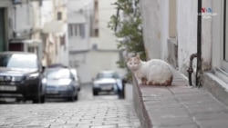 Իսրայել-«Համաս» պատերազմը լուրջ անհանգստություն է առաջացրել Լիբանանի բնակչության շրջանում։