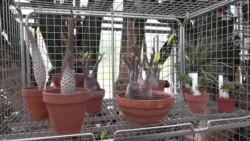 Ֆրանսիական մաքսատանն առգրավված հազվագյուտ բույսերը նվիրաբերվել են բուսաբանական այգուն