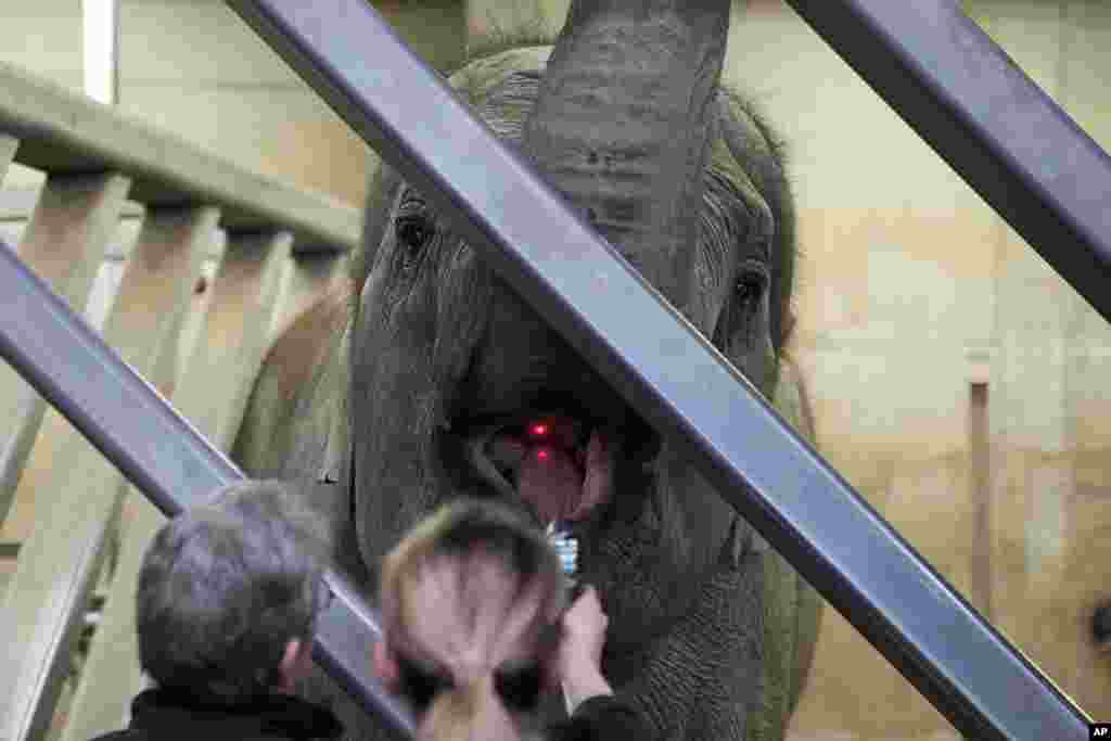 Zookeepers measure the temperature of an elephant during a daily medical check at the zoo in Cologne, Germany.