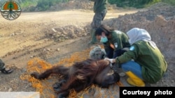 Tim Unit Penyelamatan Satwa Liar (WRU) Tenggarong dari Balai Konservasi Sumber Daya Alam (BKSDA) Kalimantan Timur mengevakuasi orang utan yang tersesat di jalan raya utama Bengalon, Kutai Timur, Kalimantan Timur, pada 8 Oktober 2023. (Foto: KLHK)