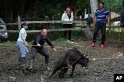 Miguel Aparicio, second left, ropes in a Spanish Fighting Bull calf after it arrived at his farm animal shelter in La Calera, Colombia, Thursday, Feb. 16, 2023. (AP Photo/Fernando Vergara)