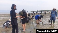 Kegiatan menanam bibit pohon bakau yang dilakukan di pantai Dupa, Kelurahan Layana, Kota Palu, Sulawesi Tengah, Kamis (28 September 2023) (Foto: VOA/Yoanes Litha)