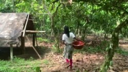 En Côte d’Ivoire, la norme cacao durable s'impose à la filière cacaoyère