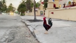 Immigration a Top Issue for Floridians