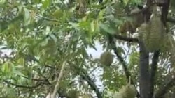 ວີດີໂອ ທີ່ຜູ້ປະກອບການ ຖ່າຍເອົາບໍລິເວນສວນຖົ່ວລຽນຂອງຄອບຄົວ ທີ່ຕັ້ງຢູ່ບ້ານຫຼັກ 23, ເມືອງບາຈຽງ, ແຂວງຈໍາປາສັກ