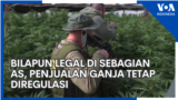 Bilapun Legal di Sebagian AS, Penjualan Ganja Tetap Diregulasi