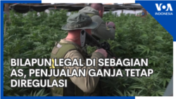 Bilapun Legal di Sebagian AS, Penjualan Ganja Tetap Diregulasi