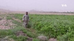 په کندهار کې کروندګر د هینجې کښت له حاصلاتو خوښ دي