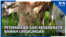YT Thumb - Liputan BERITA/EKONOMI/TEKNO - Liputan BERITA