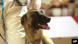 Belgijski ovčar iz austrijske vojske obučen za otkrivanje Covid-19 predstavljen je na konferenciji za novinare u Beču, 14. decembra 2020. (AP Photo/Ronald Zak)