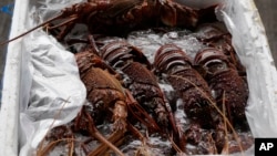 资料照：香港海关在一次打击走私行动中缴获的澳洲龙虾。（2021年10月15日）