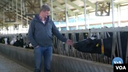 Gollandiyalik fermer Kis Heyzinga 20 yildan beri Ukrainada tadbirkorlik qiladi 