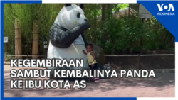 Kegembiraan Sambut Kembalinya Panda ke Ibu Kota AS
