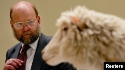 Dr. Ian Wilmut, vođa tima koji je stvorio ovcu Doli, stoji pored nje dok je izložena u Nacionalnom muzeju Škotske u Edinburgu, 9. aprila 2003. godine.