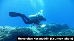Seorang penyelam mulai kegiatan pemulihan terumbu karang yang rusak akibat penangkapan ikan menggunakan peledak atau memanen terumbu karang untuk dijual sebagai ornamen, 5 November 2014. (Foto: Universitas Hasanuddin)