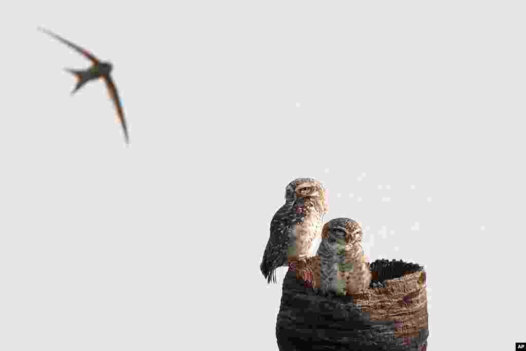 Owls rest on a palm tree in Hyderabad, India.