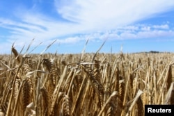 FILE: Tanaman di ladang jelai di sebuah peternakan dekat Moree, kota pedalaman di New South Wales, Australia 27 Oktober 2020. (REUTERS/Jonathan Barrett)
